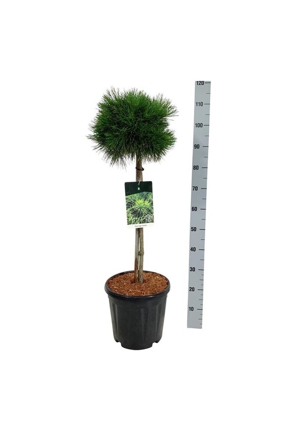 Denneboom Pinus mugo Varella
