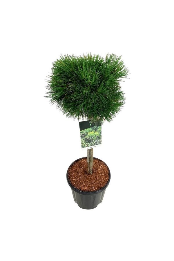 Denneboom Pinus mugo Varella