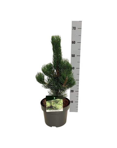 Pinus