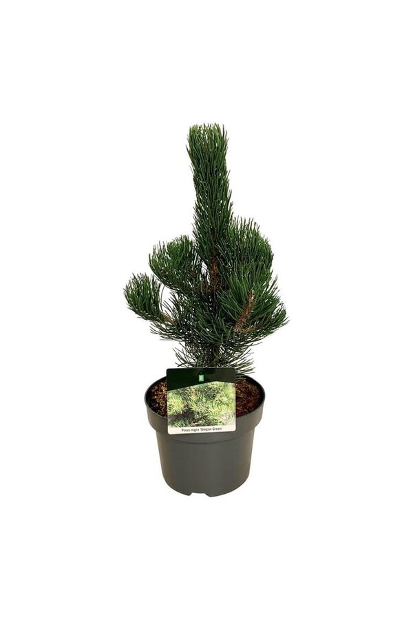 Denneboom Pinus nigra Oregon Green