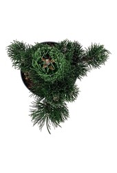 Denneboom Pinus nigra Oregon Green