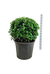 Portugese laurier Prunus Ani PBR