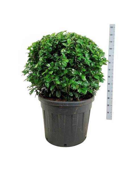 Prunus