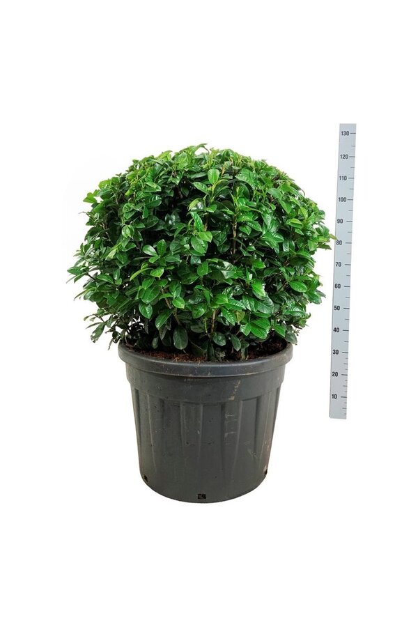 Portugese laurier Prunus Ani PBR