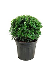 Portugese laurier Prunus Ani PBR