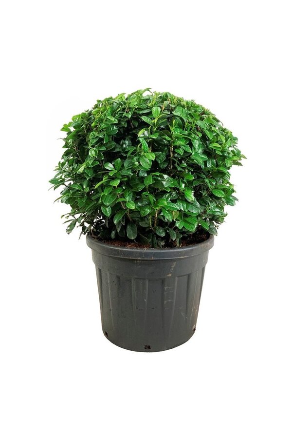 Portugese laurier Prunus Ani PBR