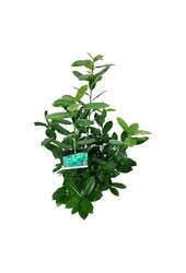 Portugese laurier Prunus Antonius ®