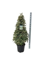 Portugese laurier Prunus Variegata