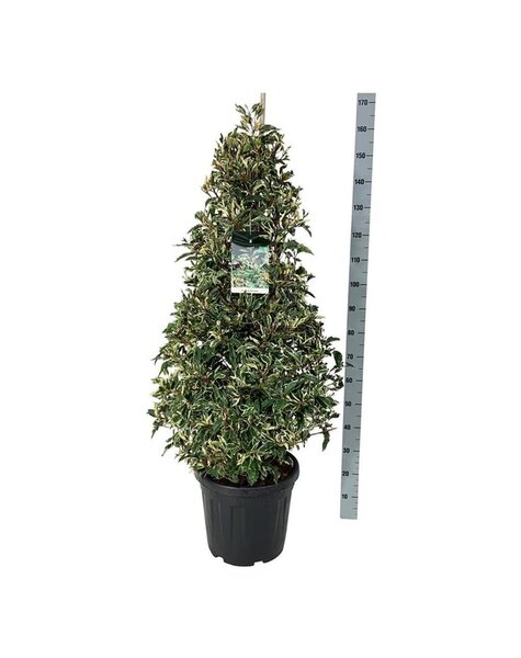 Prunus