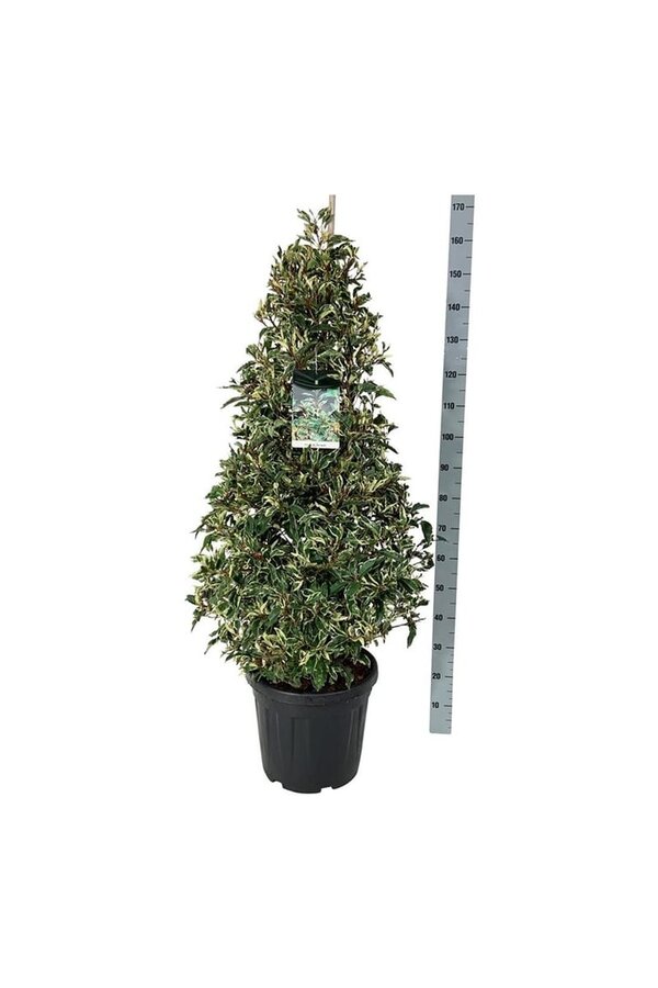 Portugese laurier Prunus Variegata