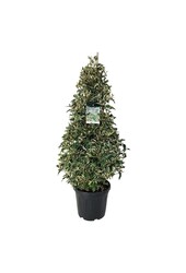 Portugese laurier Prunus Variegata