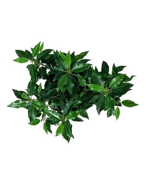 Prunus
