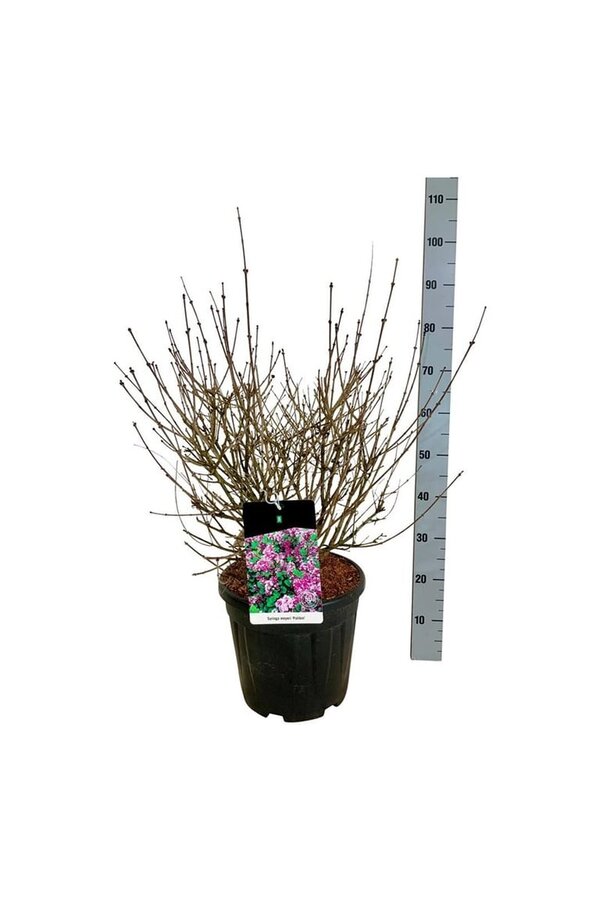 Sering Syringa meyeri Palibin