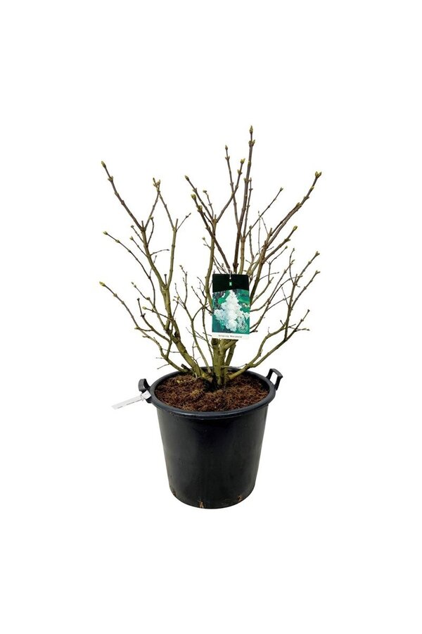 Sering Syringa Mme Lemoine