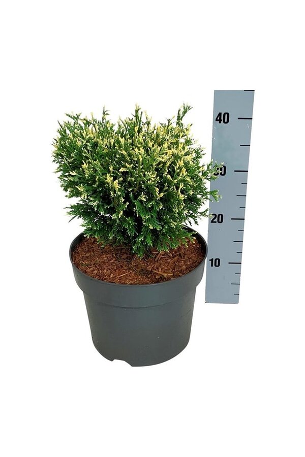 Conifeer Thuja Piccadilly