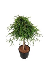 Conifeer Thuja Kagers Beauty