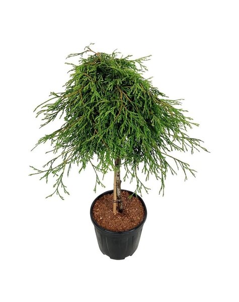 Thuja