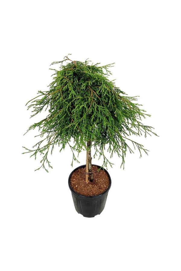 Conifeer Thuja Kagers Beauty
