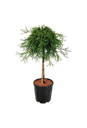 Conifeer Thuja Kagers Beauty