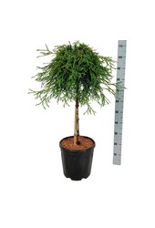 Conifeer Thuja Kagers Beauty