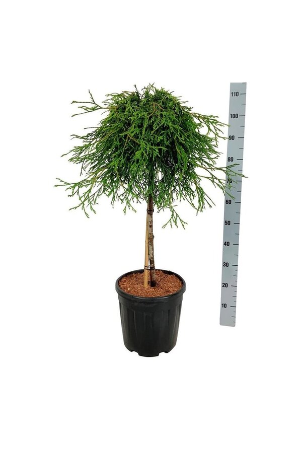 Conifeer Thuja Kagers Beauty