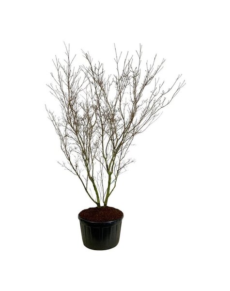 Cornus
