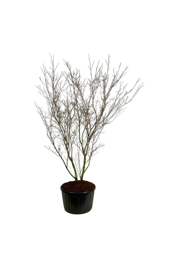 Kornoelje Cornus kousa China Girl