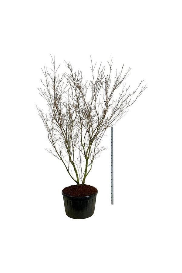 Kornoelje Cornus kousa China Girl