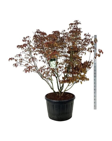 Cornus