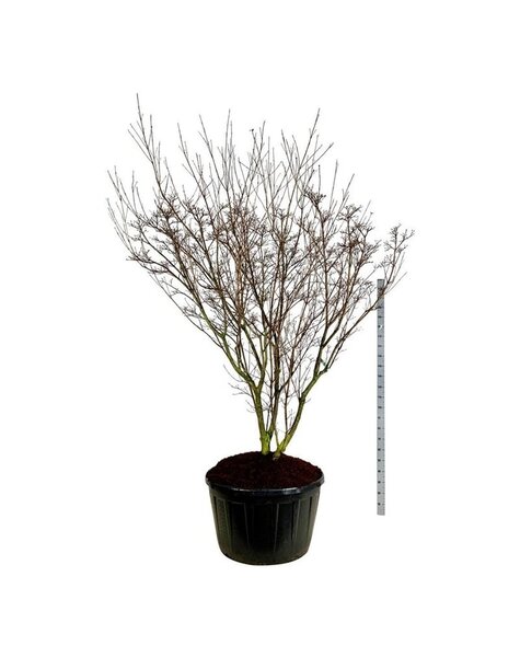 Cornus