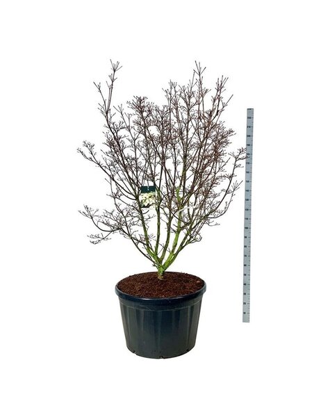 Cornus