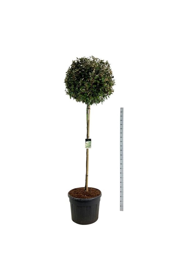 Olijfwilg Elaeagnus Compacta