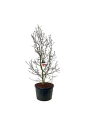 Beverboom Magnolia Genie (pbr)