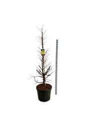 Metasequoia Amber Glow PBR