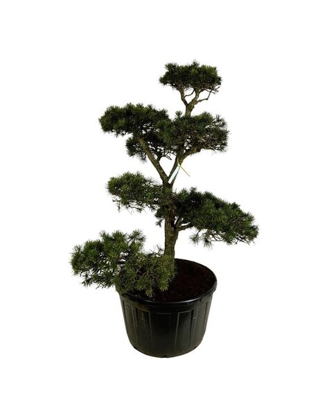 Pinus