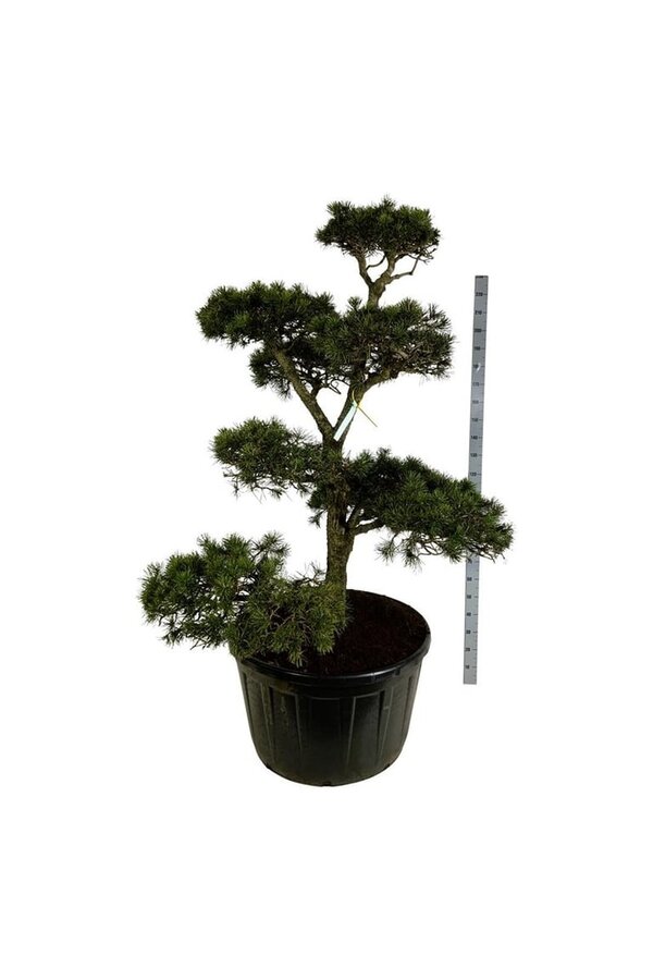 Denneboom Pinus contorta