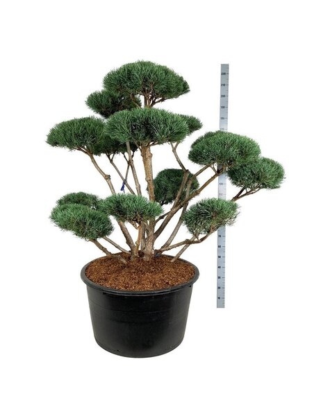 Pinus