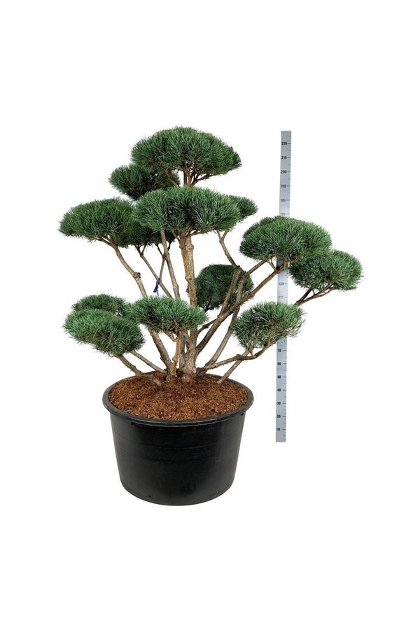 Denneboom Pinus Watereri