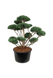 Denneboom Pinus Watereri
