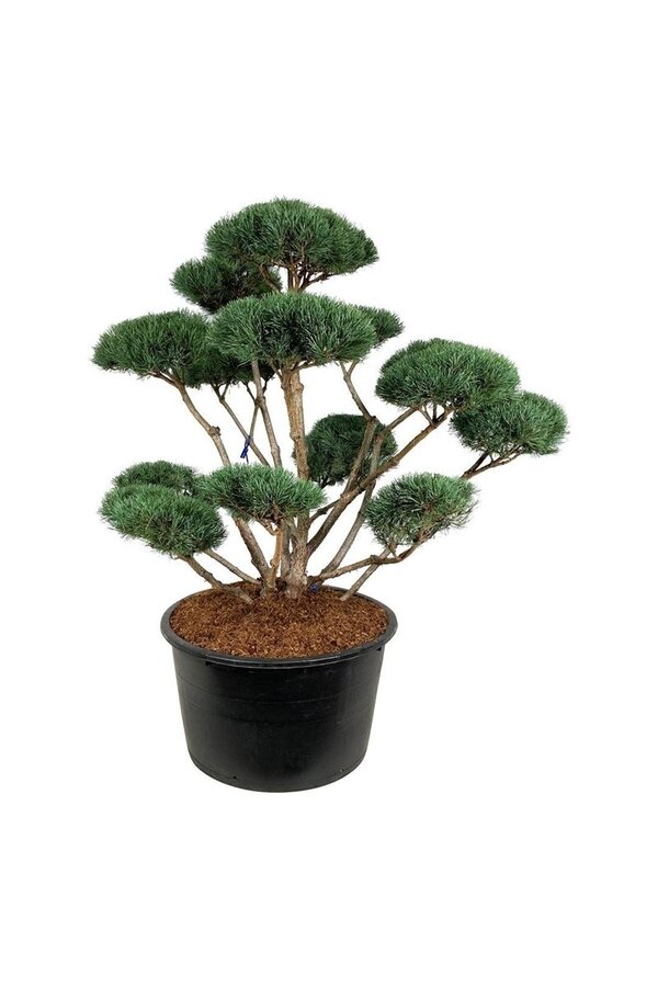 Denneboom Pinus Watereri