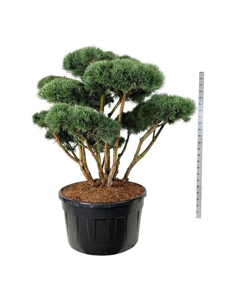 Pinus