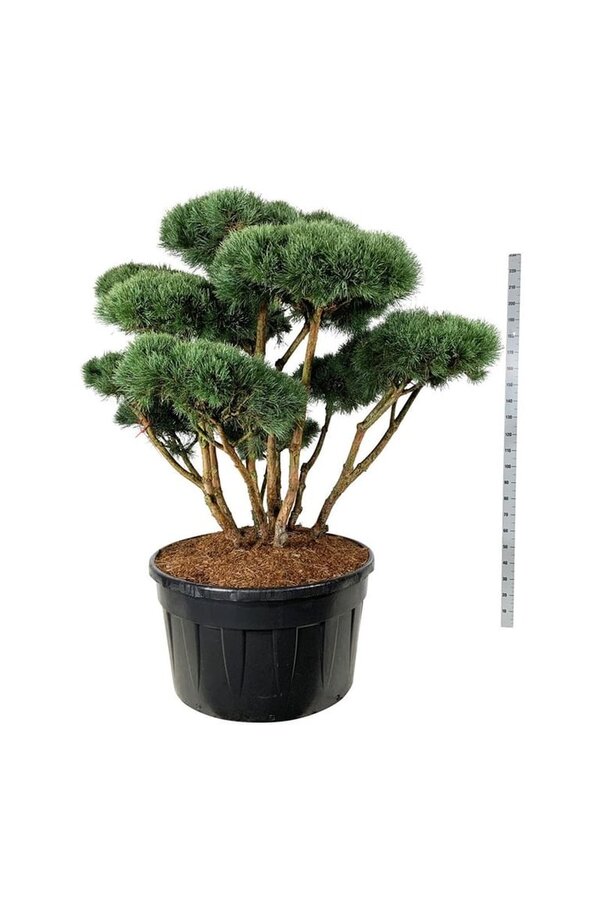 Denneboom Pinus Watereri