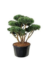Denneboom Pinus Watereri