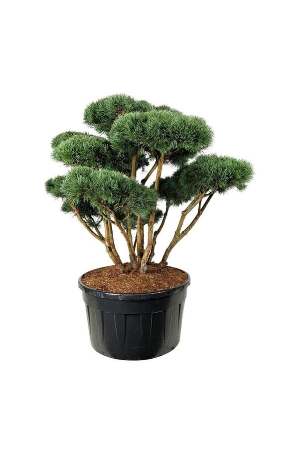 Denneboom Pinus Watereri