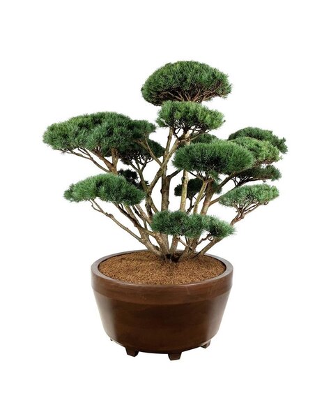 Pinus