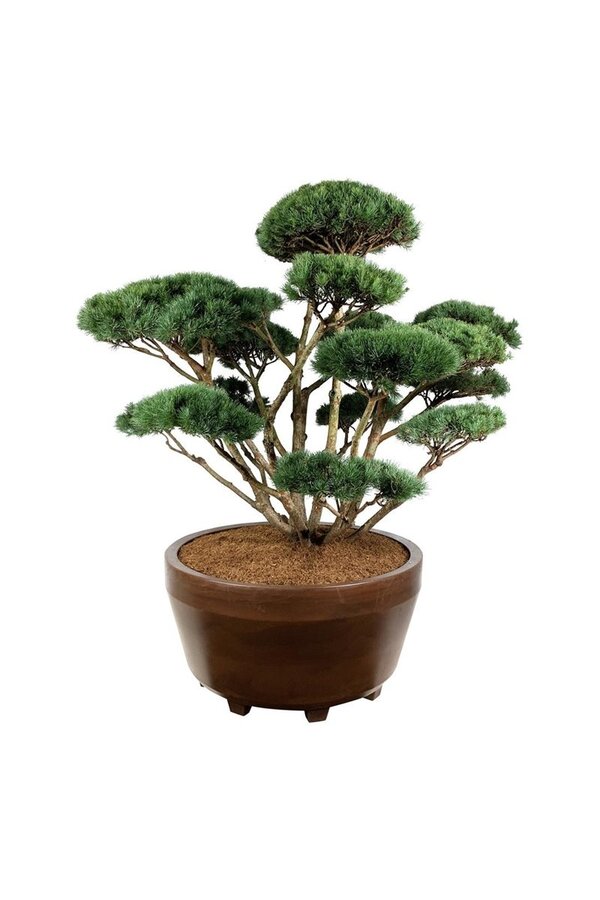 Denneboom Pinus Watereri