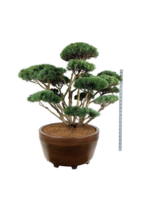 Denneboom Pinus Watereri