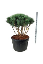 Denneboom Pinus Watereri