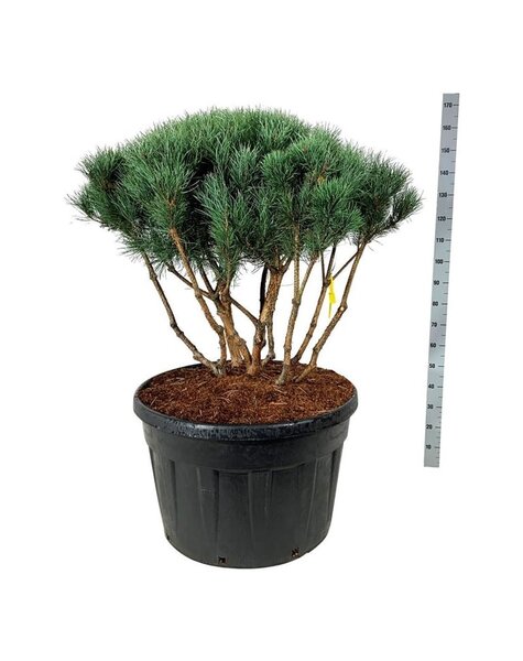 Pinus
