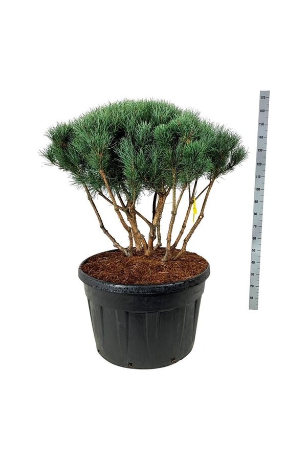 Denneboom Pinus Watereri